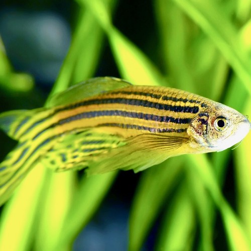 Brachydanio rerio lyretail - Danio zebre voile L